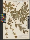 Foto von Salix hastata L.